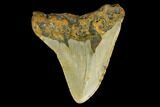 Bargain, 3.74" Fossil Megalodon Tooth - North Carolina - #131564-2